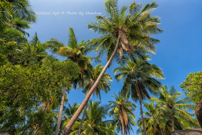 马尔代夫蓝色美人蕉旅游攻略,马尔代夫蓝色美人蕉岛攻略
