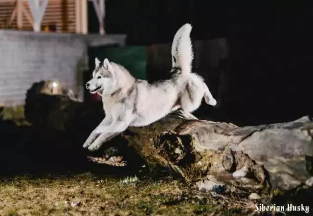 西伯利亚雪橇犬哈士奇白牙,西伯利亚雪橇犬哈士奇解说视频