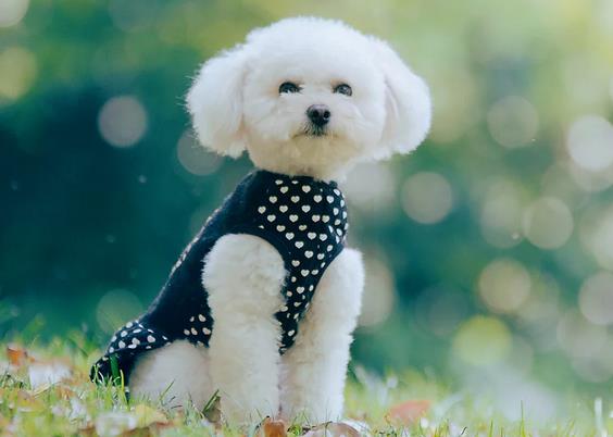 怎么训练贵宾犬不咬人,贵宾犬训练站立走路吗