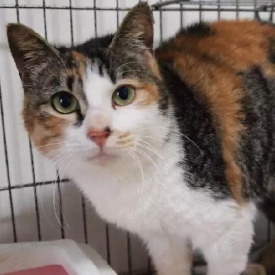 2021年上海领养狗狗,上海领养小动物的地方