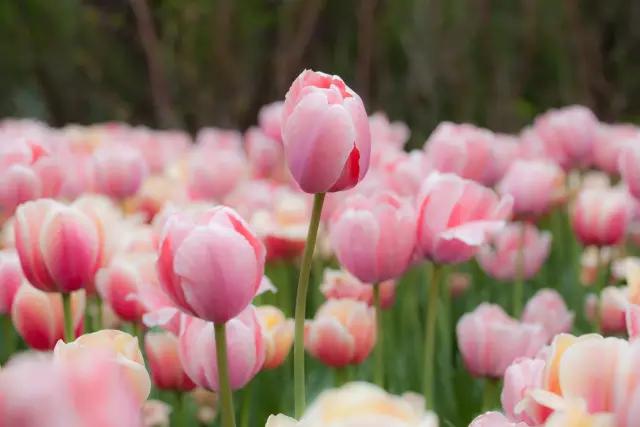 郁金香花节,全世界最大的郁金香