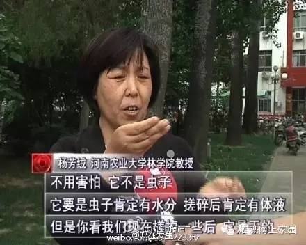 打脸！沭阳最近飘的飞絮是虫子？别逗了！