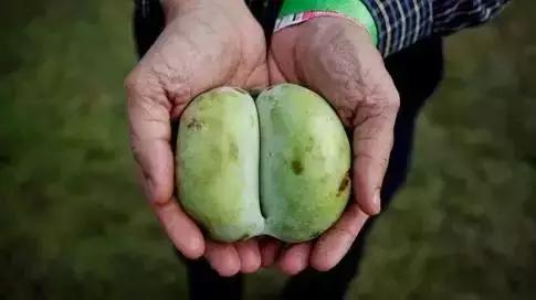 吃过这五种水果是土豪,这些水果吃过一半以上的全是土豪