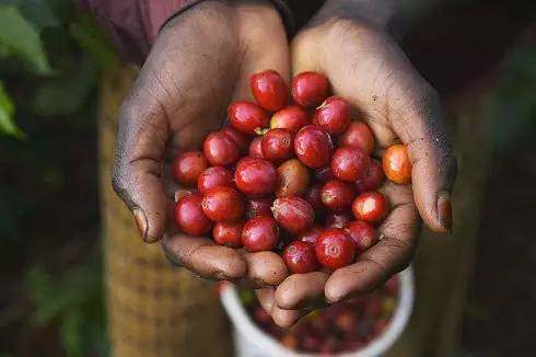 黄小厨说：一杯好咖啡既需要套路又需要真诚～
