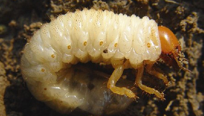 土豆上虫子太多怎么办,土豆烂了长白色虫是什么虫