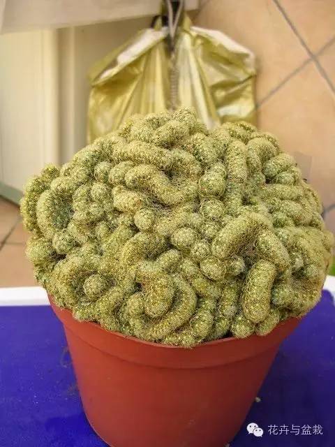 金手指怎么种,金手指怎么才能开花视频