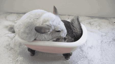 迷你浴缸给小奶猫洗澡 (龙猫在浴缸里洗澡)