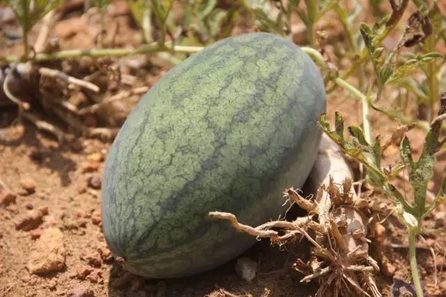 悦榕庄banyantree酒店,新加坡民丹岛酒店攻略