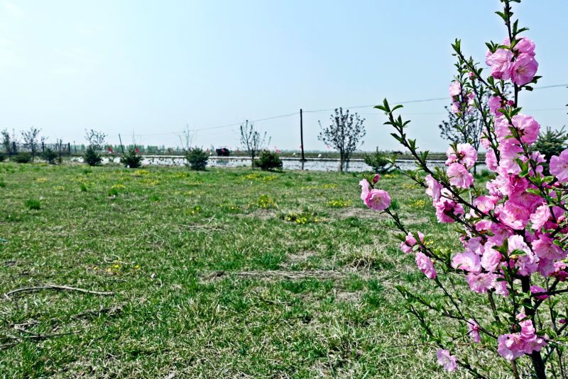 真正的五常大米有哪些,真正的五常大米香吗