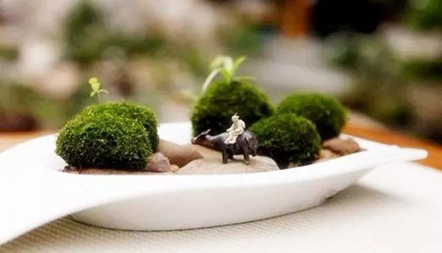 苔藓盆栽制作方法,苔藓植物盆栽制作