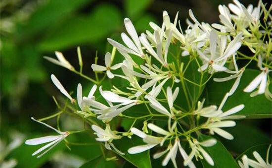 绿植花卉室内摆放实拍,绿植盆栽室内摆放