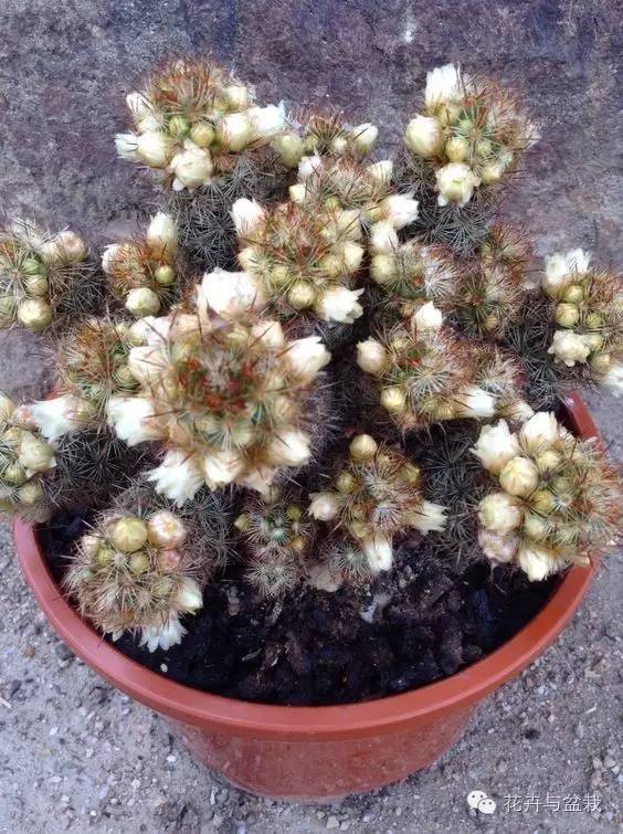 金手指怎么种,金手指怎么才能开花视频