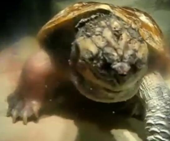 鳄龟活吞老鼠,鳄龟咬人瞬间死亡