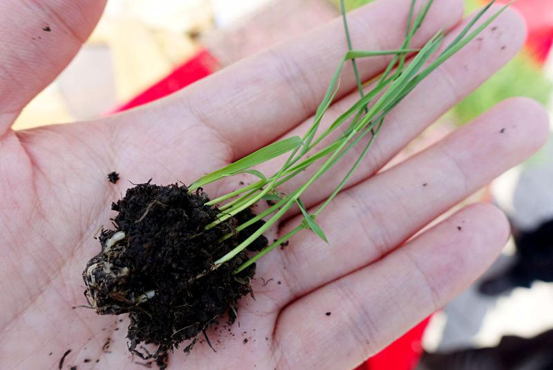 真正的五常大米是怎么样,真正的五常大米去哪里吃