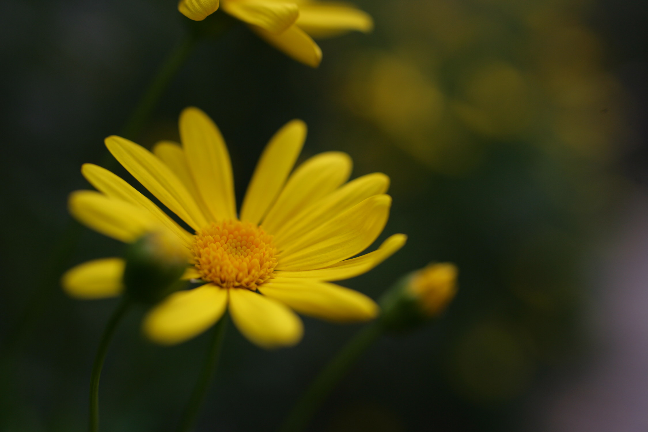腾龙将要出的新镜头会是什么规格 (腾龙新旧镜头对比)