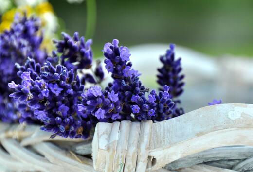 薰衣草什么时候开花最好,羊亭湿地公园春天薰衣草开花吗