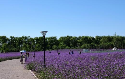薰衣草什么时候开花什么时候败,山西交城庞泉沟薰衣草几月开花