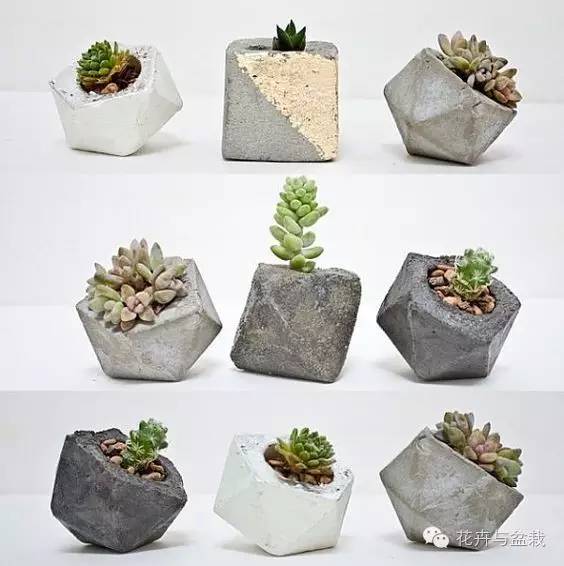 哪些植物吸收甲醛和防辐射,电脑旁边放什么植物防辐射最好