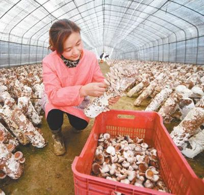 查看一下农民种什么最赚钱,农民种植致富门路