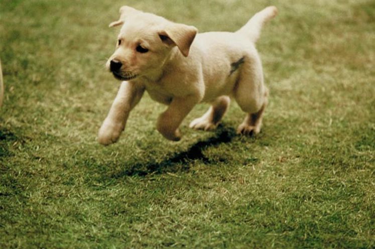 长沙打死金毛事件,要人命