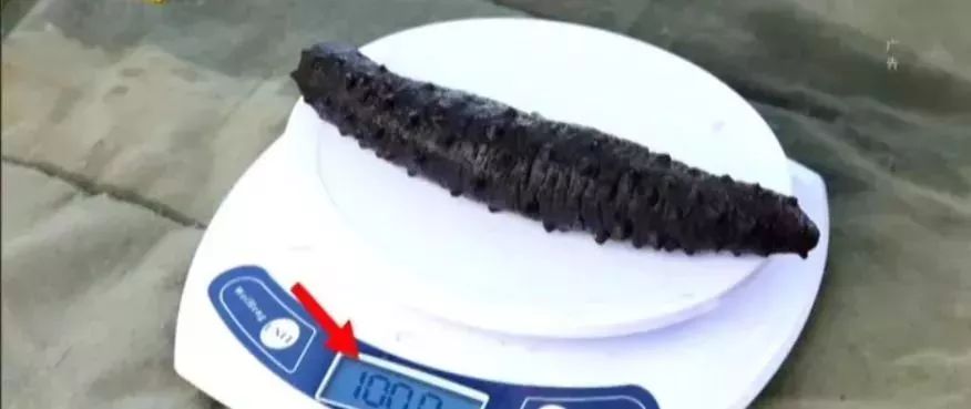 十块钱吃海鲜,吃海参的秘密