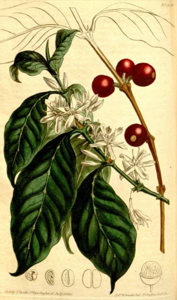 咖啡师入门必看的咖啡知识,精品咖啡学中咖啡的基本知识