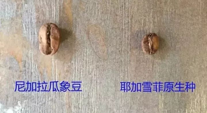 咖啡师入门必看的咖啡知识,精品咖啡学中咖啡的基本知识