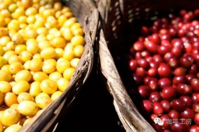 咖啡师入门必看的咖啡知识,精品咖啡学中咖啡的基本知识