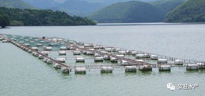 罗非鱼最低温度多少度才能过冬,罗非鱼在气温几度以下会冻死