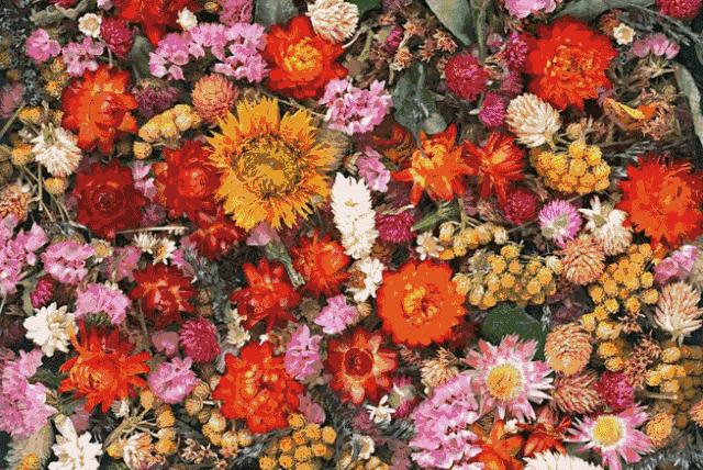 广东佛山花市游玩攻略,广东省佛山市行花街