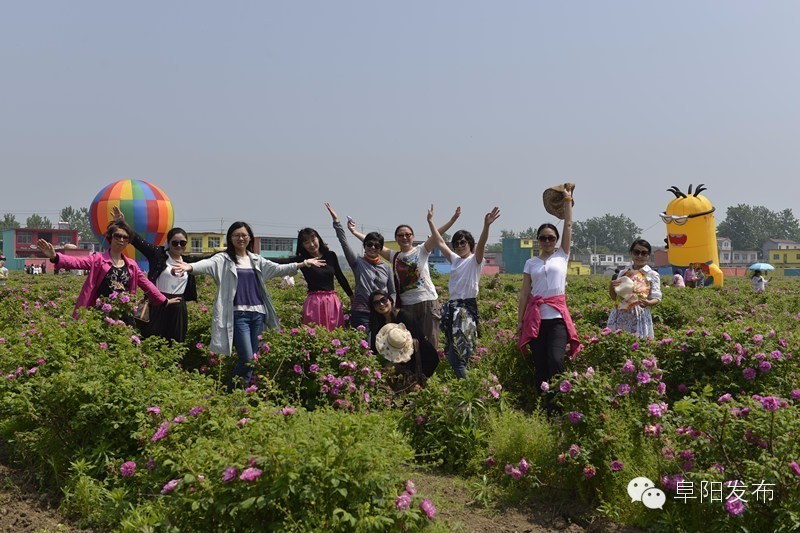 界首有个*瑰园玫**,美爆了!没去别后悔~