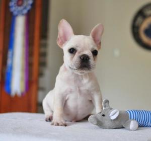 可爱的斗牛犬视频,法国斗牛犬训练大小便