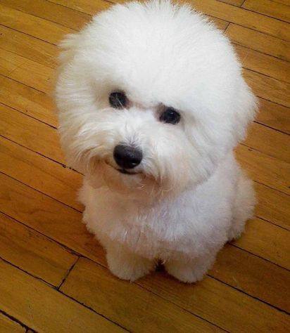 比熊犬视频大全集,比熊犬第三针怎么打