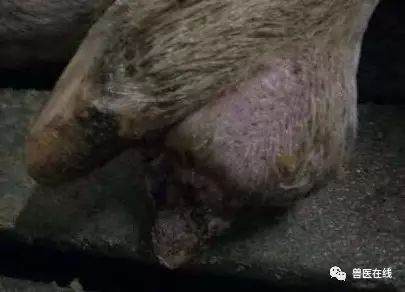 猪的跛行,迅速解决猪跛行