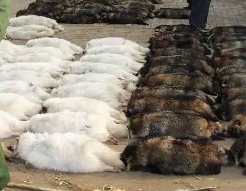 皮草的残酷真相,奢华背后的残忍皮草