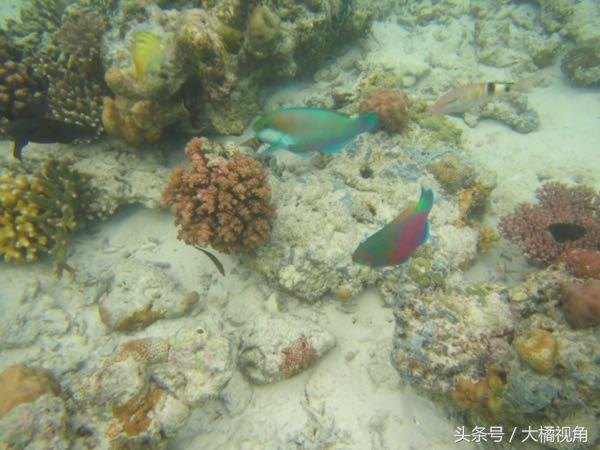 仙本那海岛游玩,仙本那海岛度假