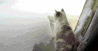 狗和猫的不同点有哪些,狗和猫在雪中的脚印有什么区别