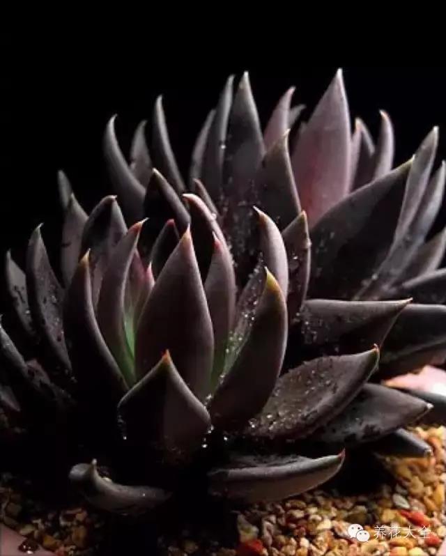 自然界中仅有的八种黑色的花,23种黑色花图片