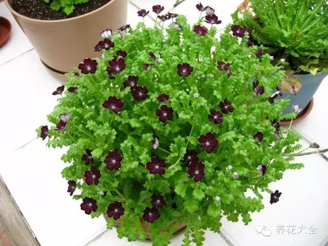 自然界中仅有的八种黑色的花,23种黑色花图片