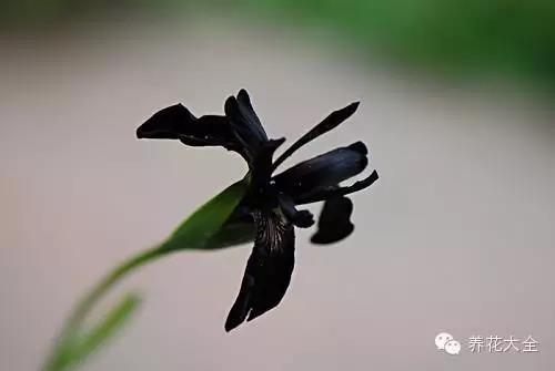 自然界中仅有的八种黑色的花,23种黑色花图片