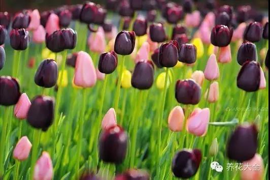 自然界中仅有的八种黑色的花,23种黑色花图片