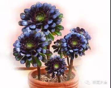 自然界中仅有的八种黑色的花,23种黑色花图片