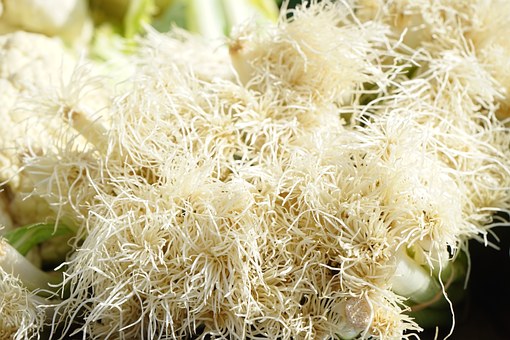 大葱种子最好的品种多少钱一斤,葱种子价格