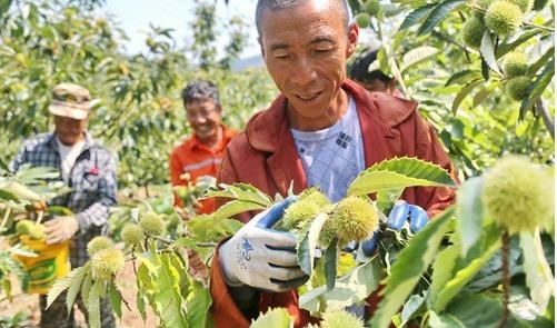 在农村怎样才可以赚到钱?新的一年想发家致富?这些会帮到你!