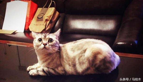 蠢萌猫敷蛛丝面膜，处女座猫奴表示不能忍