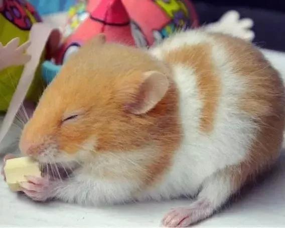 关于仓鼠最可爱的照片大全,仓鼠图片大全可爱萌图