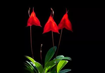 咏兰诗词十首,咏兰五绝诗词