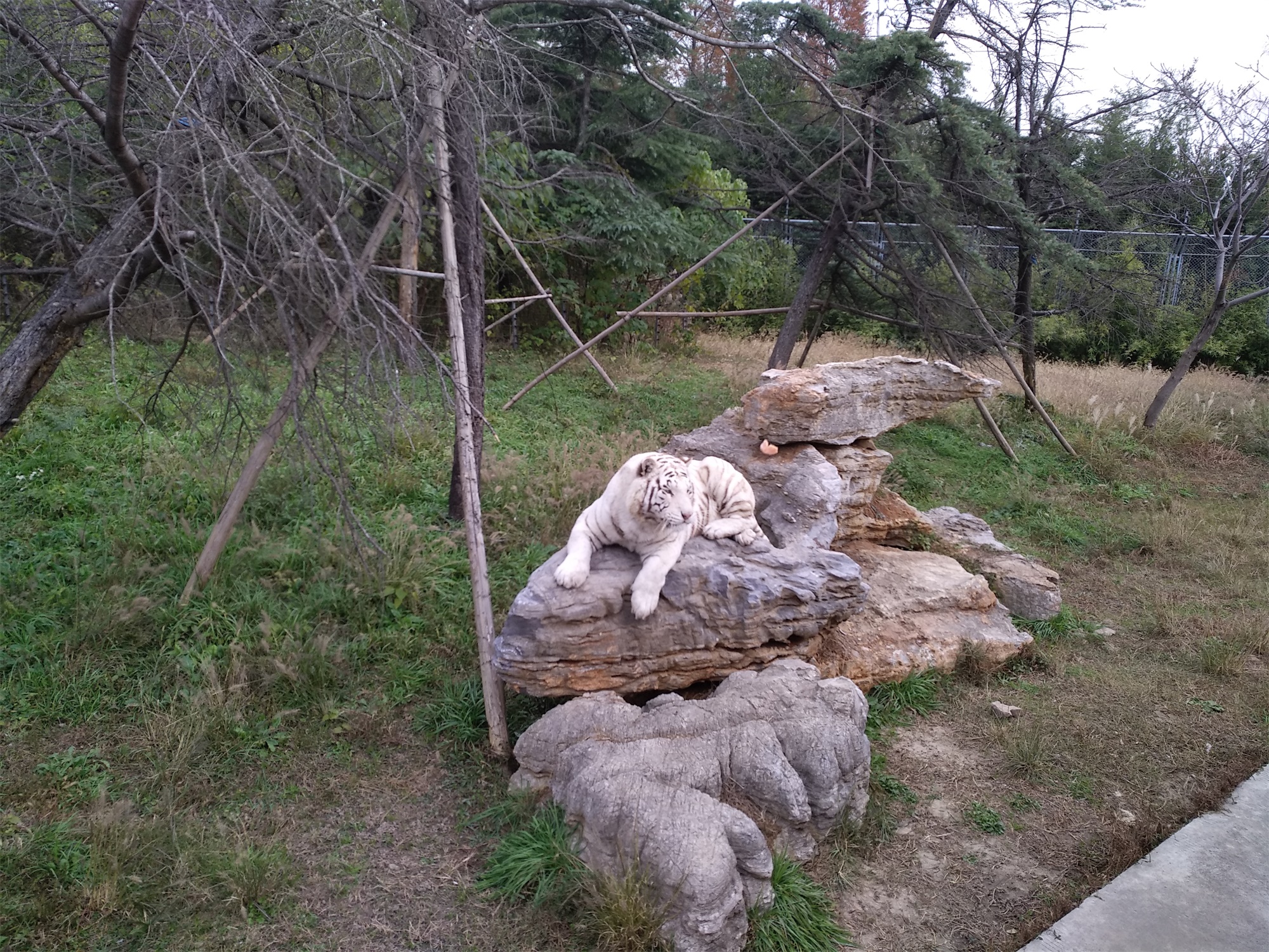 上海野生动物园一日游大概多久,上海野生动物园一日游日记三年级