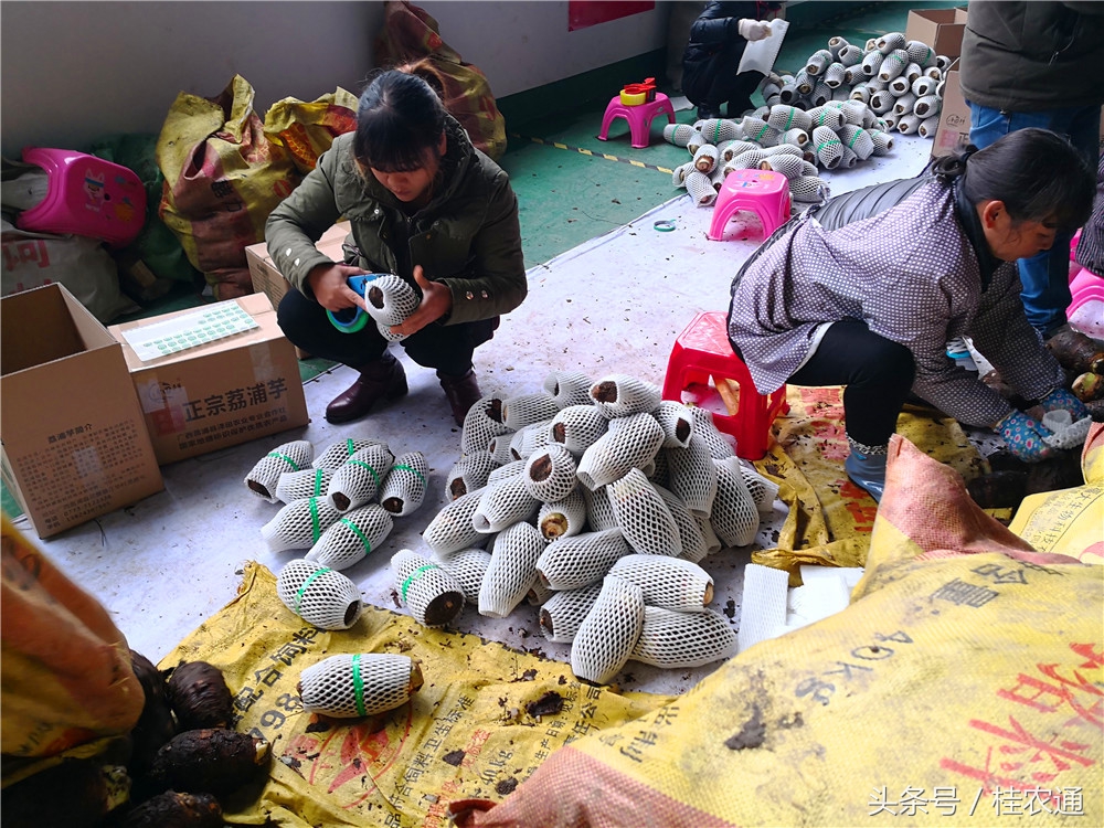 刘罗锅荔浦芋头生产在哪个市,荔浦芋头刘罗锅完整视频