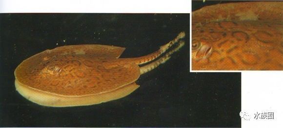 魟鱼养殖技术视频大全,魟鱼饲养入门